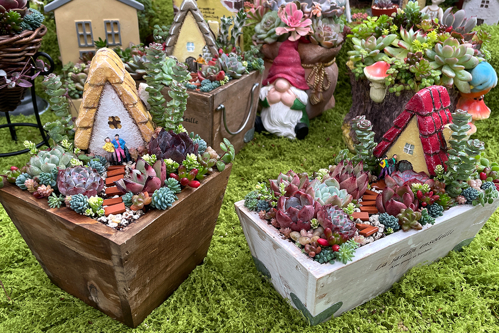 【日帰り｜体験】にこっとコラボ編　多肉植物寄せ植え講習会【10:00開始】