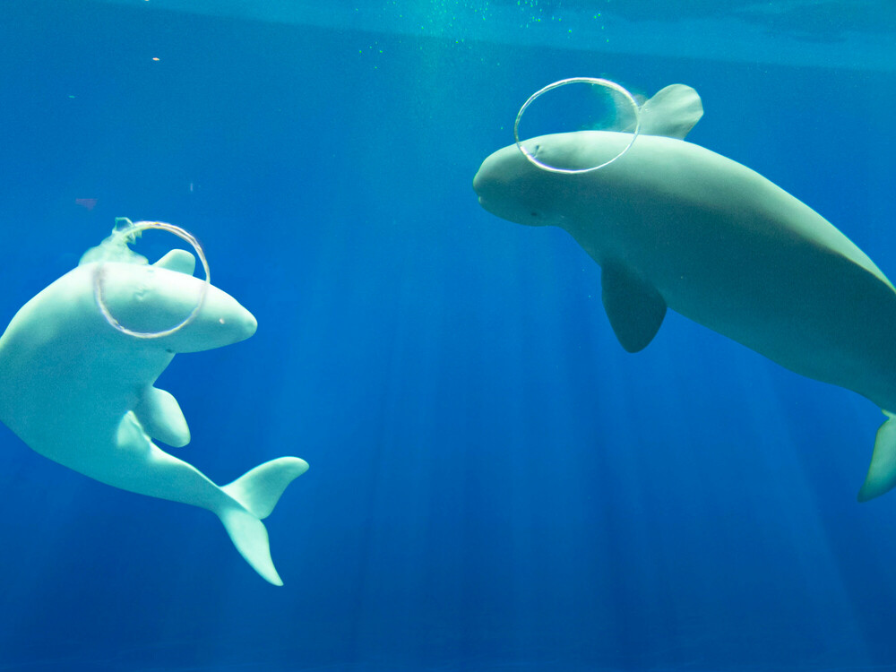 【しまね海洋館アクアス 入館券付き】地魚しゃぶしゃぶ海会席コース☆