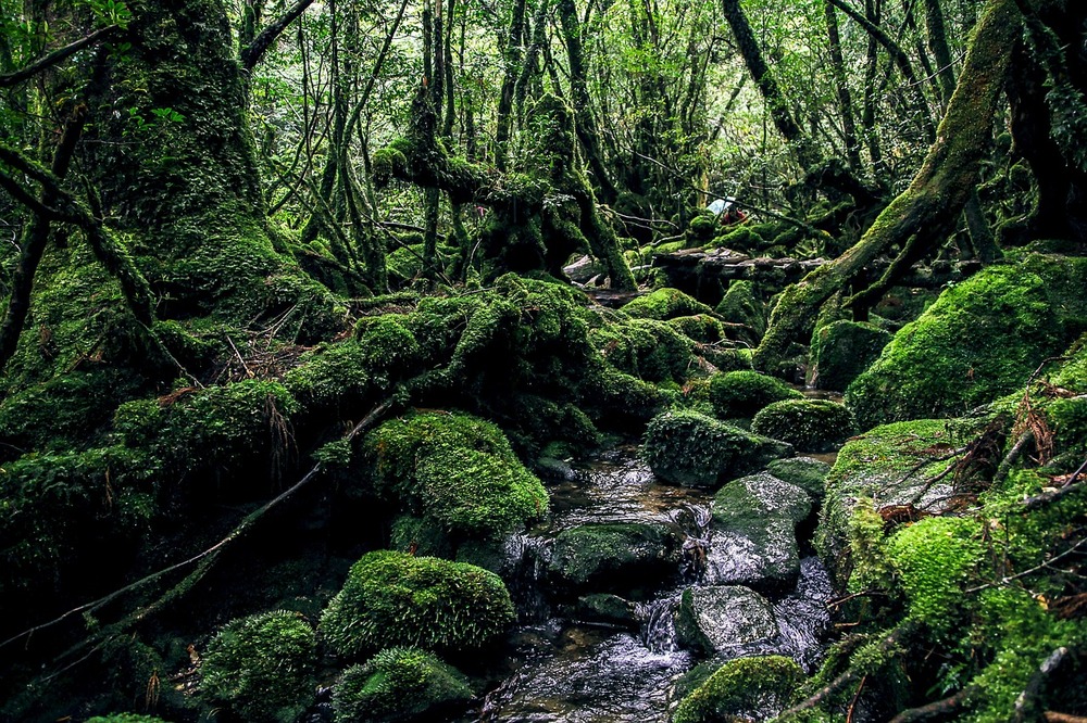 屋久島